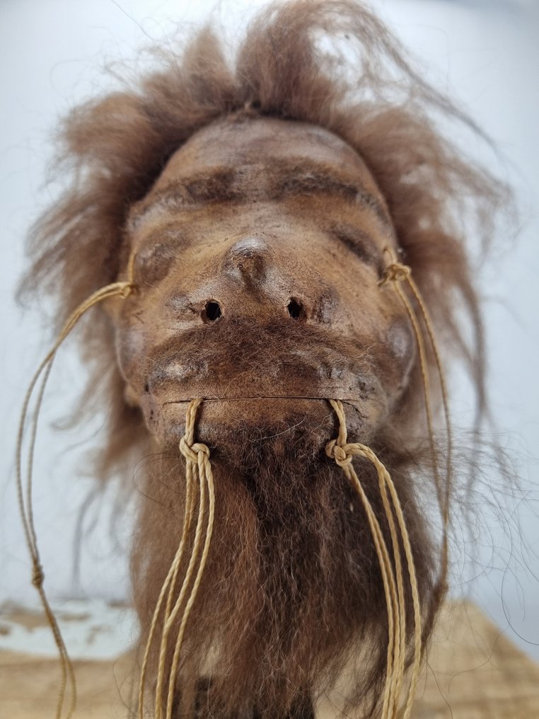 Tzantza Shrunkenhead 動物標本複製支架 - Shrunkenhead - 27 cm - 13 cm - 15 cm - 1 #2.1