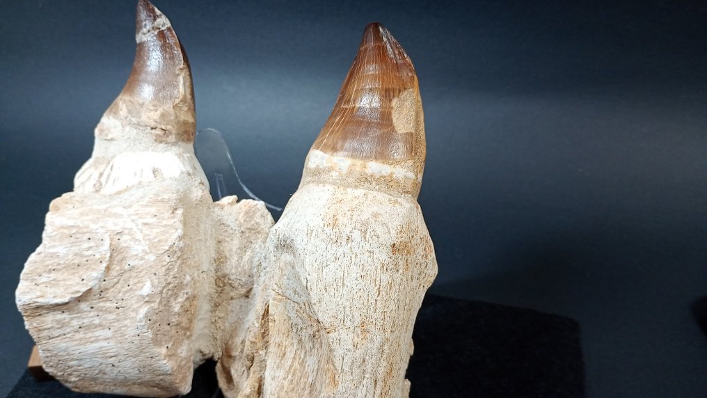 Mosasaurus - Gefossiliseerde kaak - Thalassotitan atrox #4.3