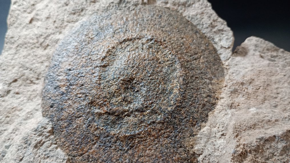 Medusa Fósil - Fossiilinen hammas - 22 cm - 17 cm #4.3