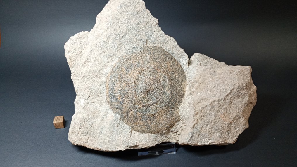 Medusa Fósil - Fossiilinen hammas - 22 cm - 17 cm #1.0