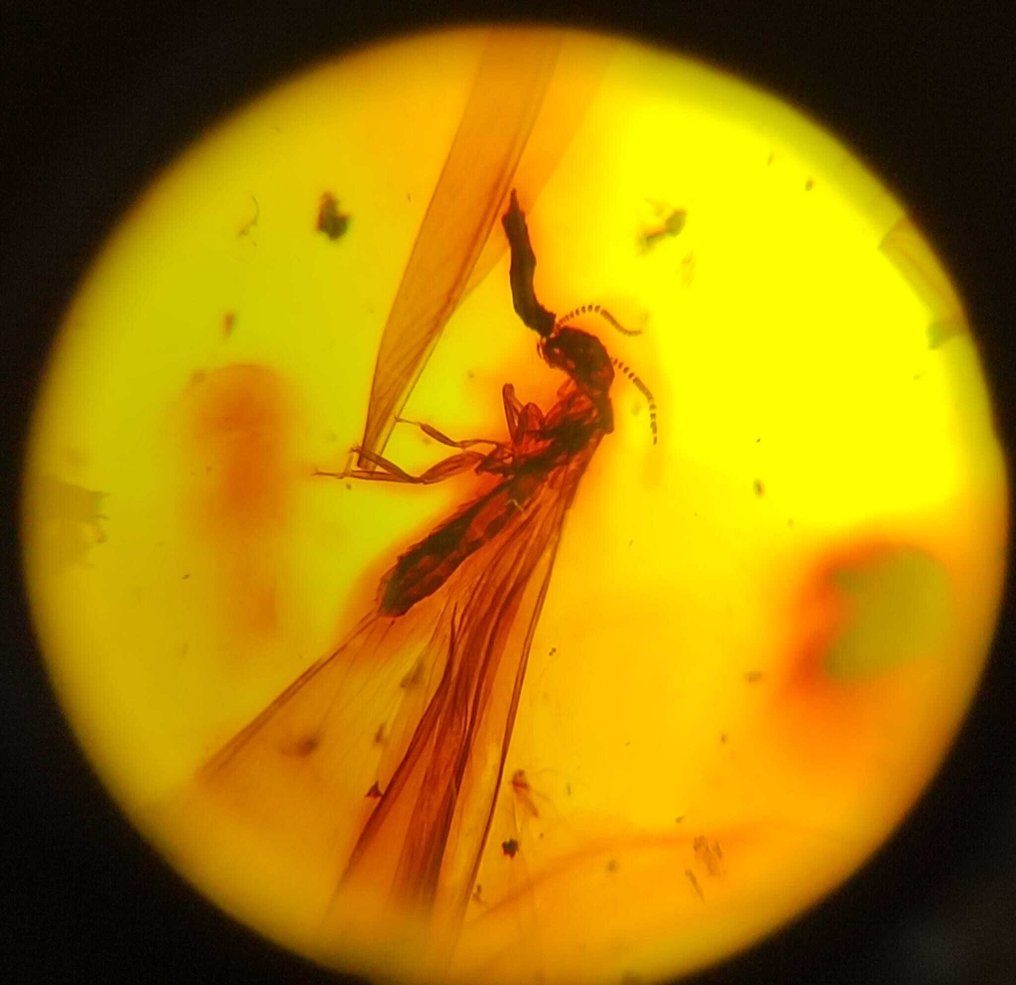 Fossil-Amazing - Ámbar #4.3