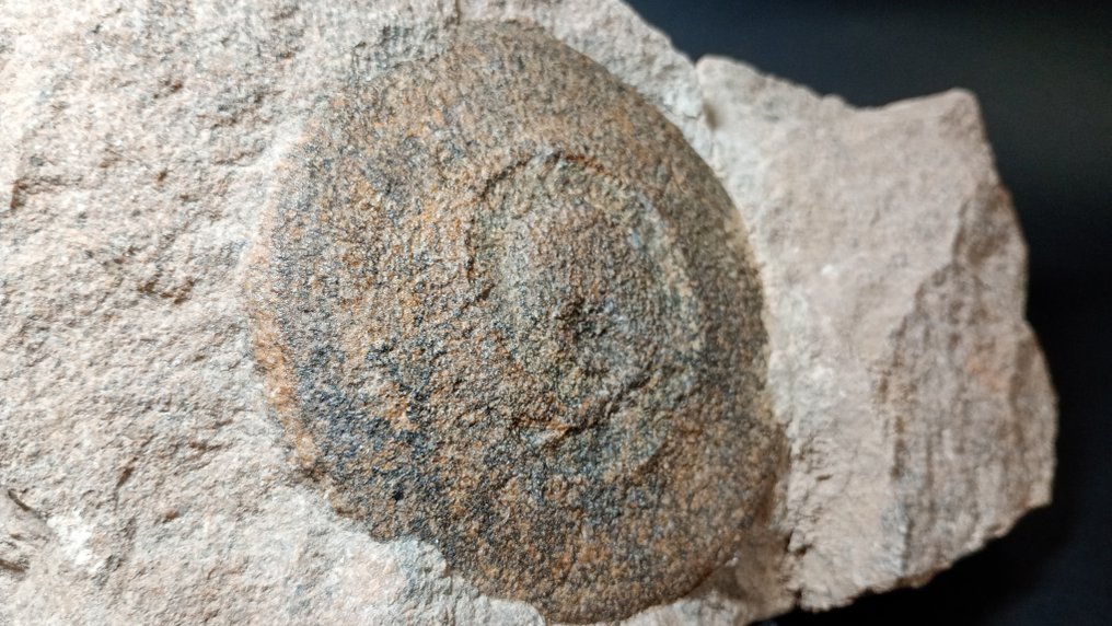 Medusa Fósil - Fossiilinen hammas - 22 cm - 17 cm #2.1