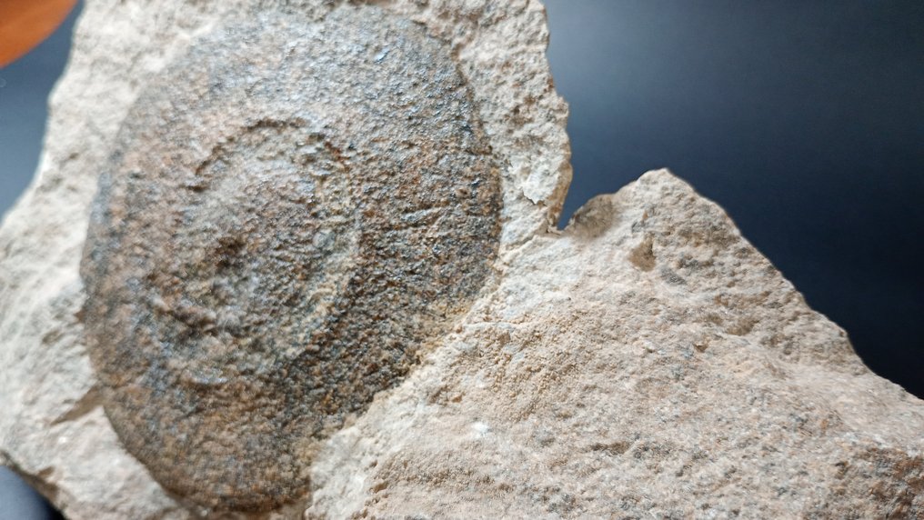 Medusa Fósil - Fossiilinen hammas - 22 cm - 17 cm #1.0