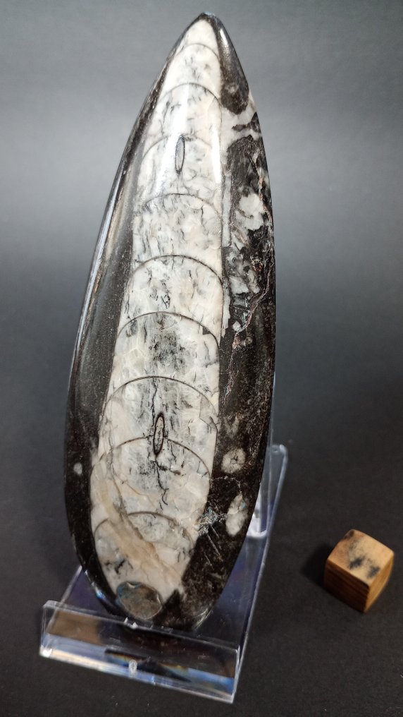 Cefalópodo fossile - Lastra con inclusione di resti fossili - Orthoceras - 12.6 cm  (Senza Prezzo di Riserva) #1.0