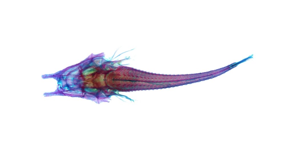 Peristedion Carapace - Peristedion amblygenys - 15 cm - 3 cm - 3 cm - Espèces non-CITES - 1 #2.1