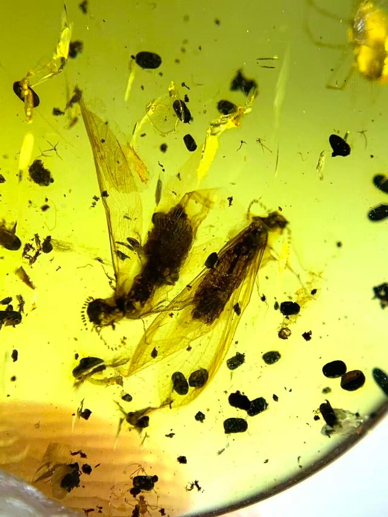 Rav - Rav - Three Macroterms Barneyi, Burmese Amber, Insect Amber,DL7 (Ingen mindstepris) #1.0