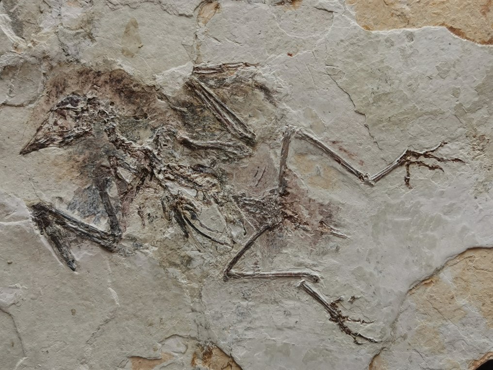 Esqueleto de pássaro completo com pena. - Esqueleto fóssil #3.2