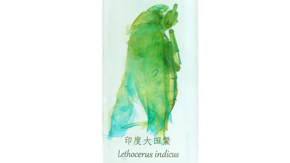 Lethocerus Carapace - Lethocerus indicus - 12.5 cm - 4.5 cm - 4.5 cm - Specie non CITES - 1 #2.1