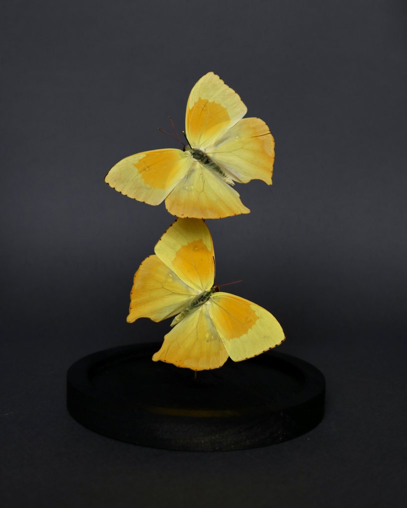 Farfalla Allestimento tassidermico a corpo intero - Phoebis neocypris - 20 cm - 10 cm - 10 cm - Specie non CITES - 1 #2.1