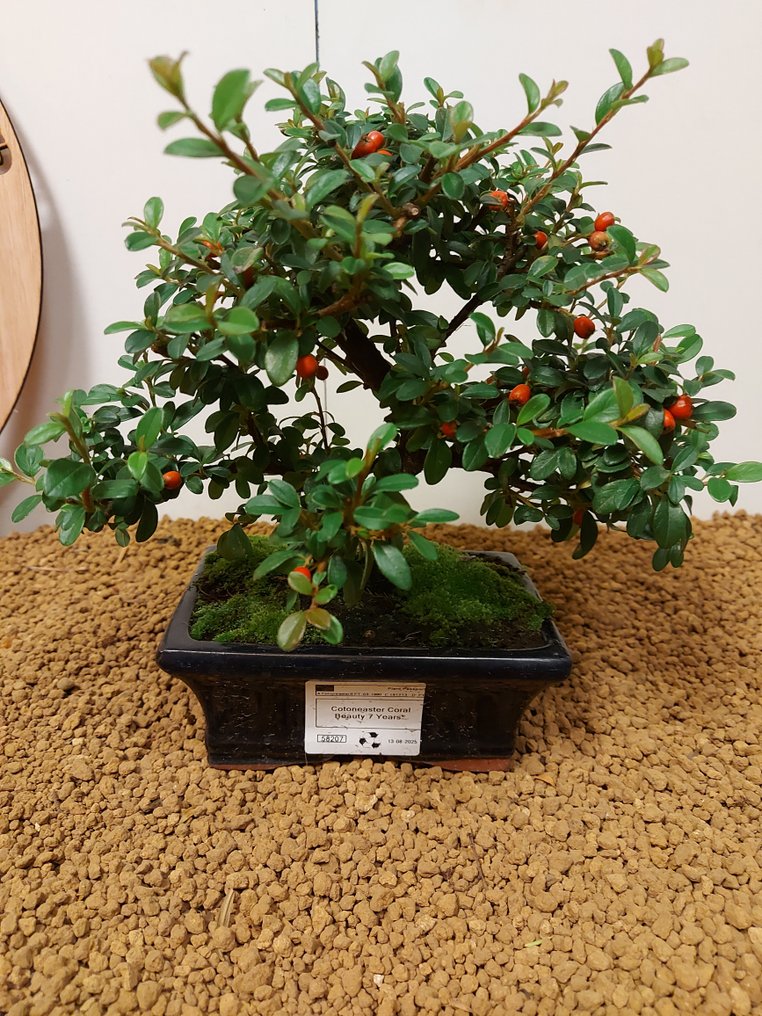 cotoneaster - Height (Tree): 21 cm - Depth (Tree): 26 cm - Portugal #1.0