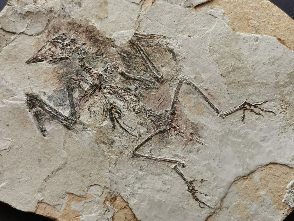 Esqueleto de pássaro completo com pena. - Esqueleto fóssil #4.3