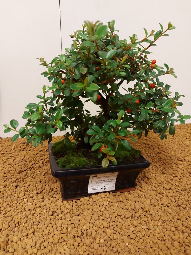 cotoneaster - Height (Tree): 21 cm - Depth (Tree): 26 cm - Portugal #3.2