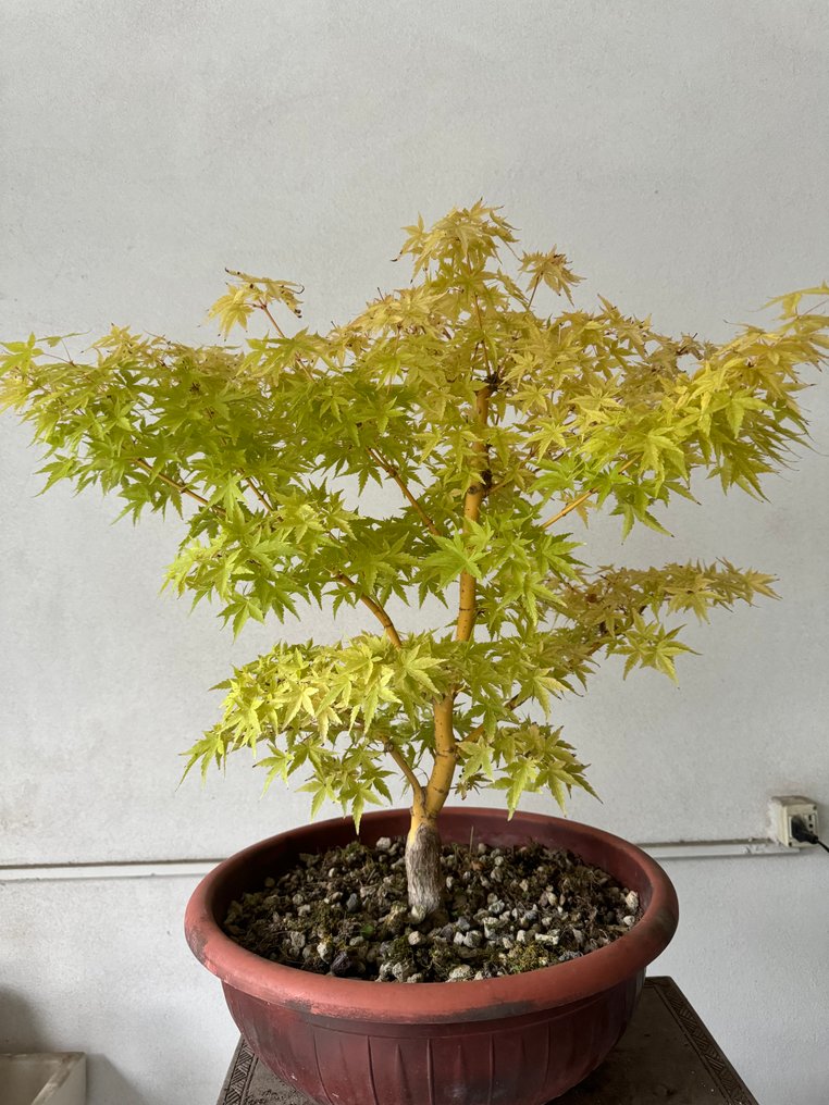 Japanese maple bonsai (Acer palmatum) - Højde (Træ): 50 cm - Dybde (Træ): 50 cm - Japan #1.0