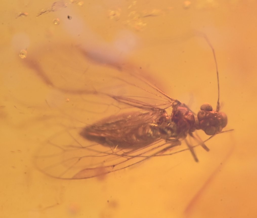 纯银多米尼加琥珀吊坠 - 内含书虱化石昆虫包裹 - 光滑化石  (没有保留价) #4.3