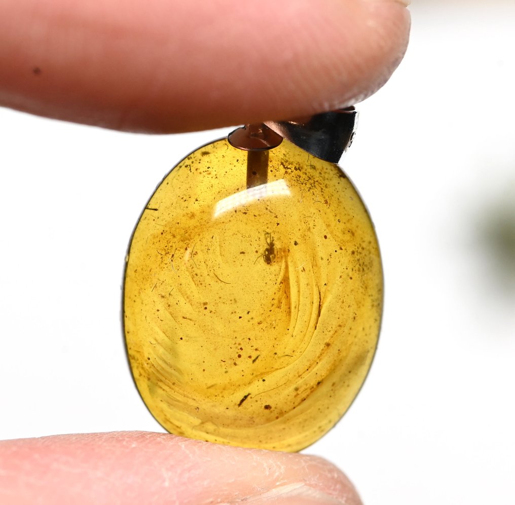 Sterling Silver Burmese Amber Pendant - with Fungus Gnat fossil insect inclusion - Fossil cabochon  (No reserve price) #1.0