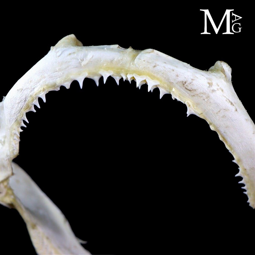 旋转鲨鱼 - 鲨鱼嘴Tessitore 整體顎部 - Carcharhinus Brevipinna - 290 mm - 80 mm - 340 mm #4.3