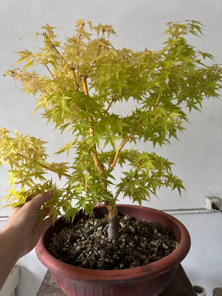 Japanese maple bonsai (Acer palmatum) - Højde (Træ): 50 cm - Dybde (Træ): 50 cm - Japan #4.3
