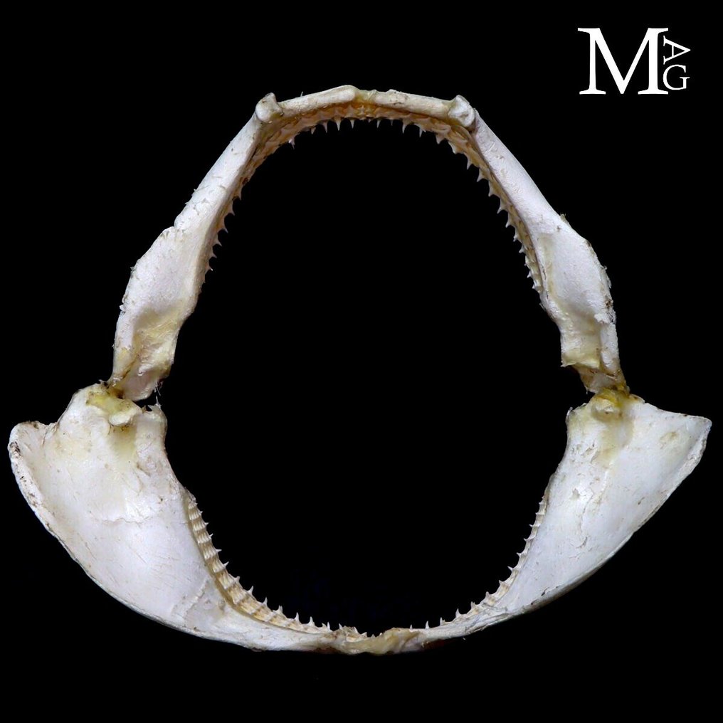 旋转鲨鱼 - 鲨鱼嘴Tessitore 整體顎部 - Carcharhinus Brevipinna - 290 mm - 80 mm - 340 mm #2.1