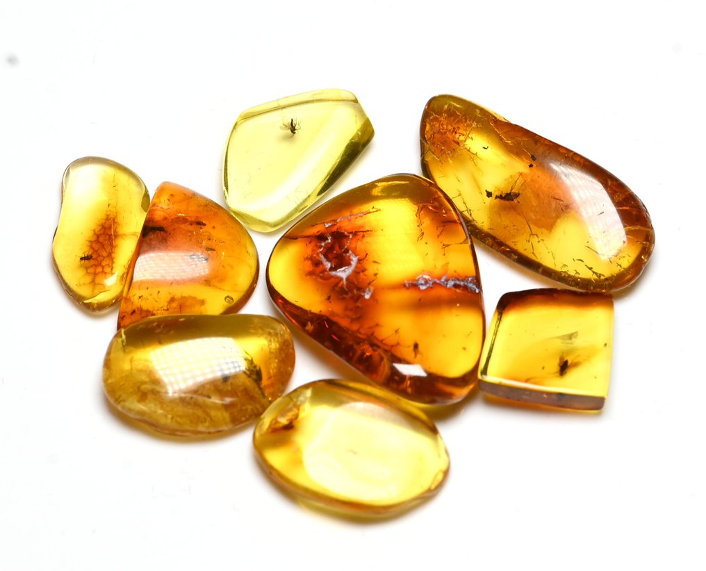 Baltic Amber - Group of 8 pieces, all with quality fossil insect inclusions - Fossil cabochon (No reserve price) #1.0