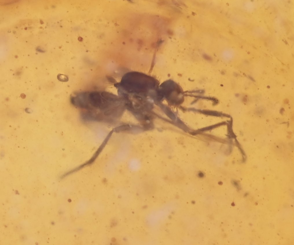 Sterling Silver Burmese Amber Pendant - with Fungus Gnat fossil insect inclusion - Fossil cabochon  (No reserve price) #4.3