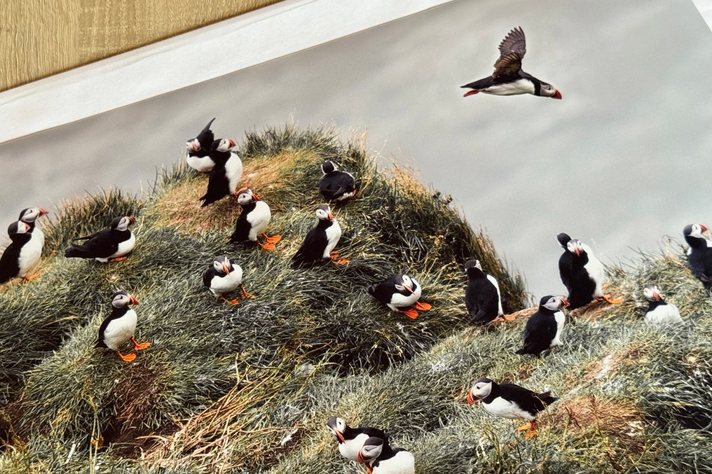 Marco Simoni - " Fratercula brisson 2,0 " #1.0