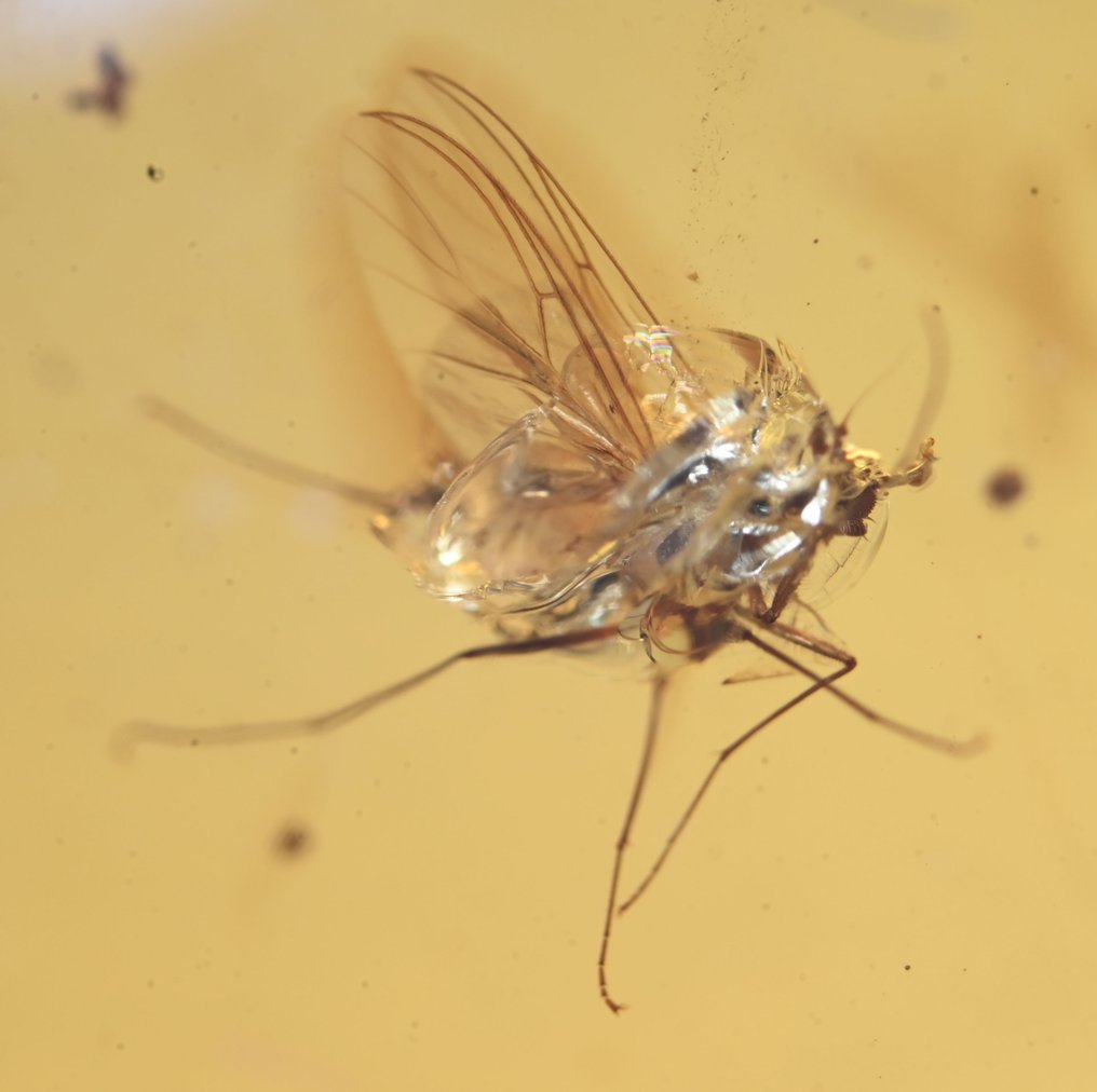 Pendente in argento sterling con ambra burmese, con inclusione di insetto fossile di mosca dei - Cabochon fossile  (Senza prezzo di riserva) #4.3