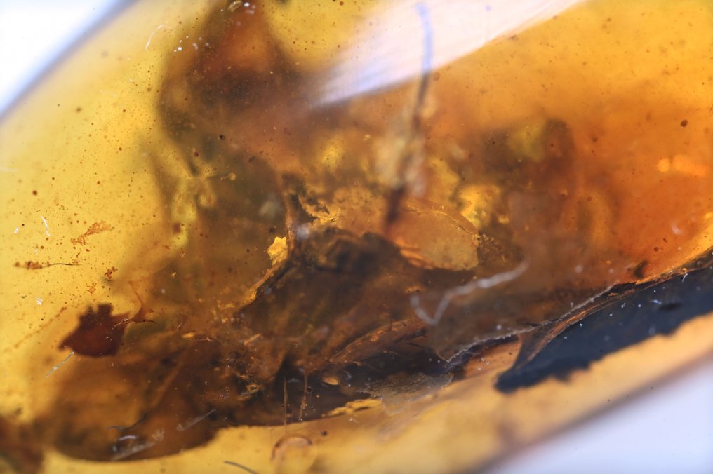 纯银缅甸琥珀吊坠 - 内含 Blattodea（蟑螂）化石昆虫包裹物 - 光滑化石  (没有保留价) #4.3