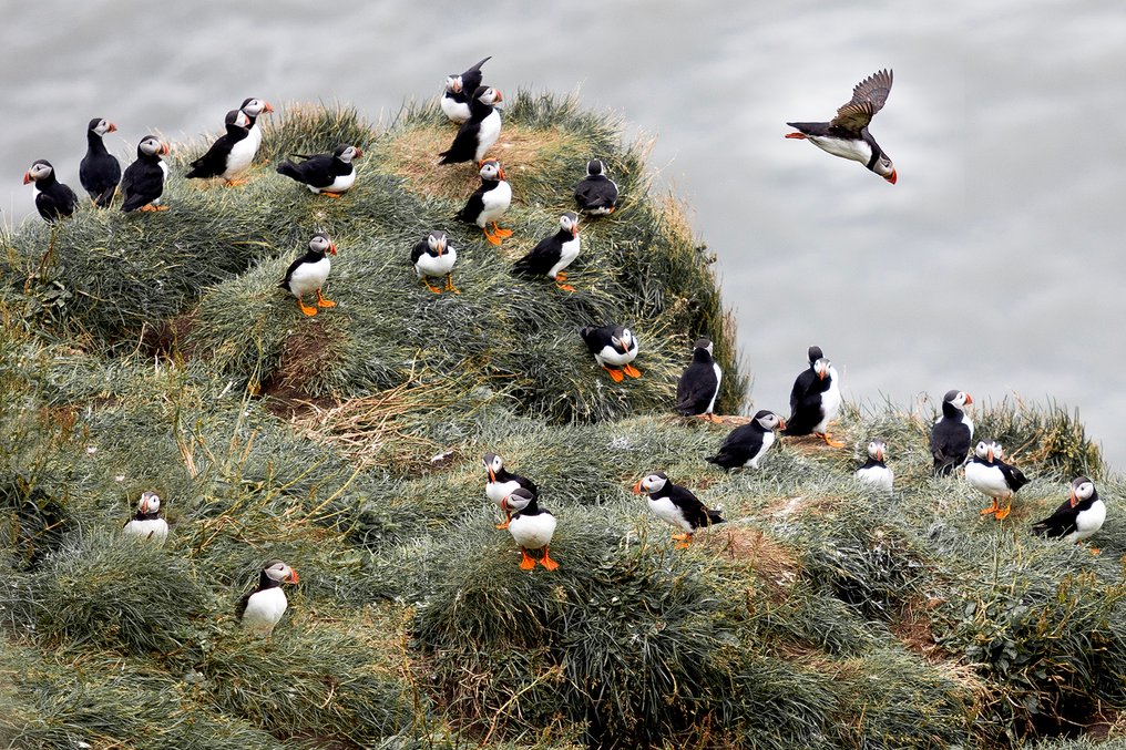 Marco Simoni - " Fratercula brisson 2,0 " #1.0