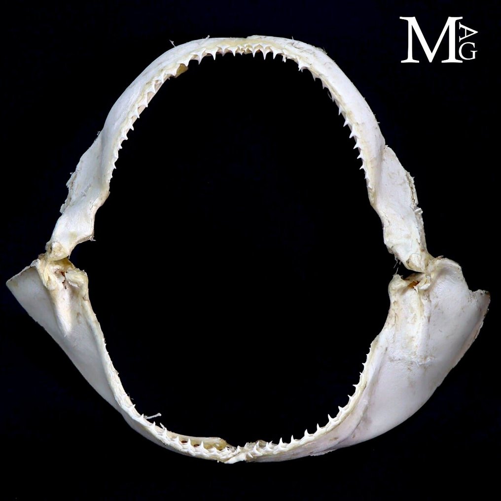 旋转鲨鱼 - 鲨鱼嘴Tessitore 整體顎部 - Carcharhinus Brevipinna - 290 mm - 80 mm - 340 mm #1.0