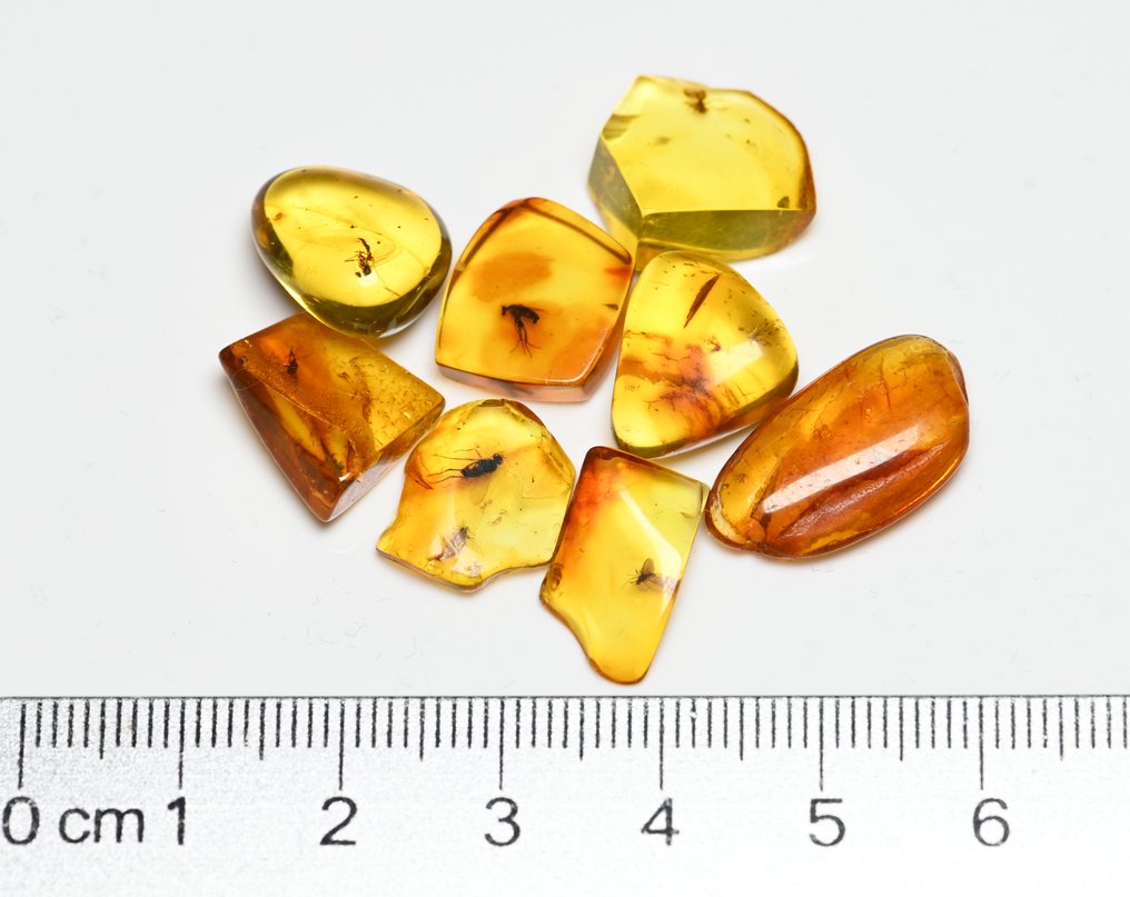 Baltic Amber - Group of 8 pieces, all with quality fossil insect inclusions - Fossil cabochon (No reserve price) #2.1