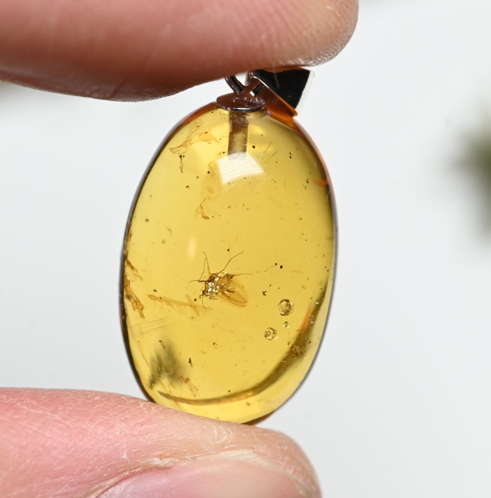 Pendente in argento sterling con ambra burmese, con inclusione di insetto fossile di mosca dei - Cabochon fossile  (Senza prezzo di riserva) #3.2