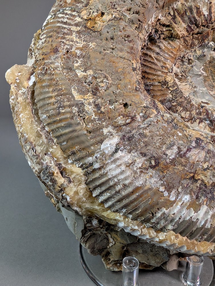 Ammoniet - Gefossiliseerde schelp - Perisphinctes sp. - 24 cm - 19 cm  (Zonder Minimumprijs) #3.2