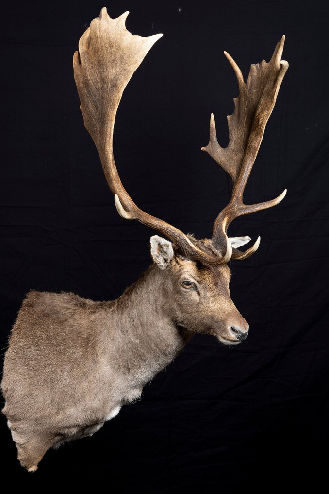 Damhirsch Taxidermie-Ganzkörpermontage - Dama dama - 1 m - 1 m - 60 cm - Nicht-CITES-Arten - 1 #1.0