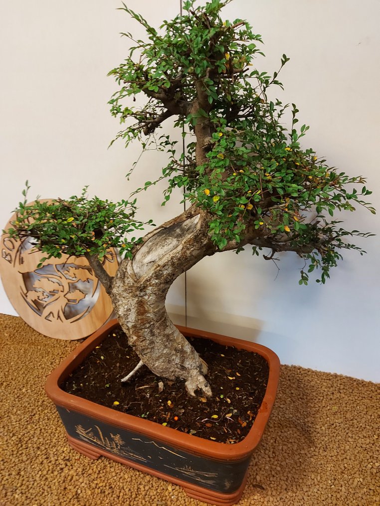 Japanese elm bonsai (Zelkova) - Height (Tree): 63 cm - Depth (Tree): 65 cm - Belgium #4.3