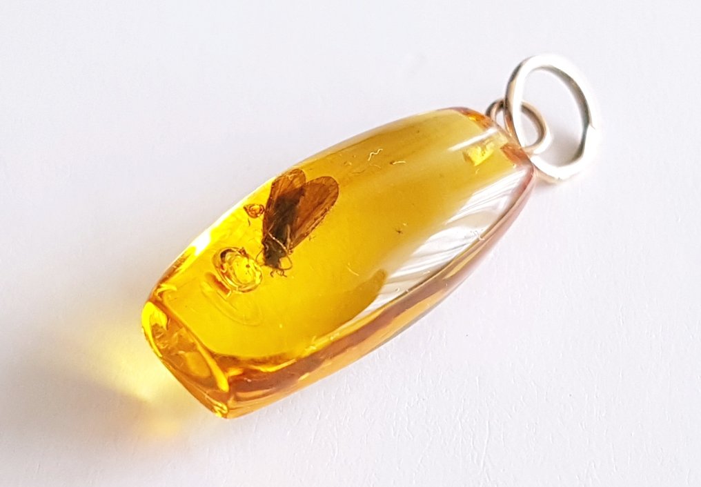 Pingente raro de âmbar natural do Báltico com inclusão de inseto fóssil - Belo, de qualidade museu - Âmbar (Sem preço de reserva) #3.2