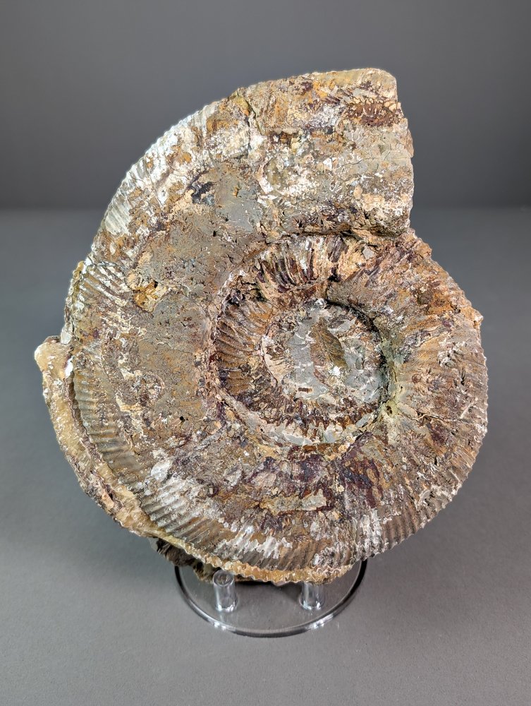 Ammoniet - Gefossiliseerde schelp - Perisphinctes sp. - 24 cm - 19 cm  (Zonder Minimumprijs) #1.0