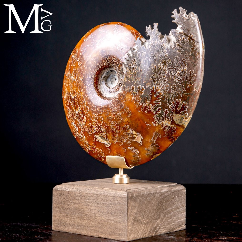 Cleoniceras fossiel – Reis door zee, tijd en ontwerp - Hoogte: 202 mm - Breedte: 163 mm- 1305 g #2.1