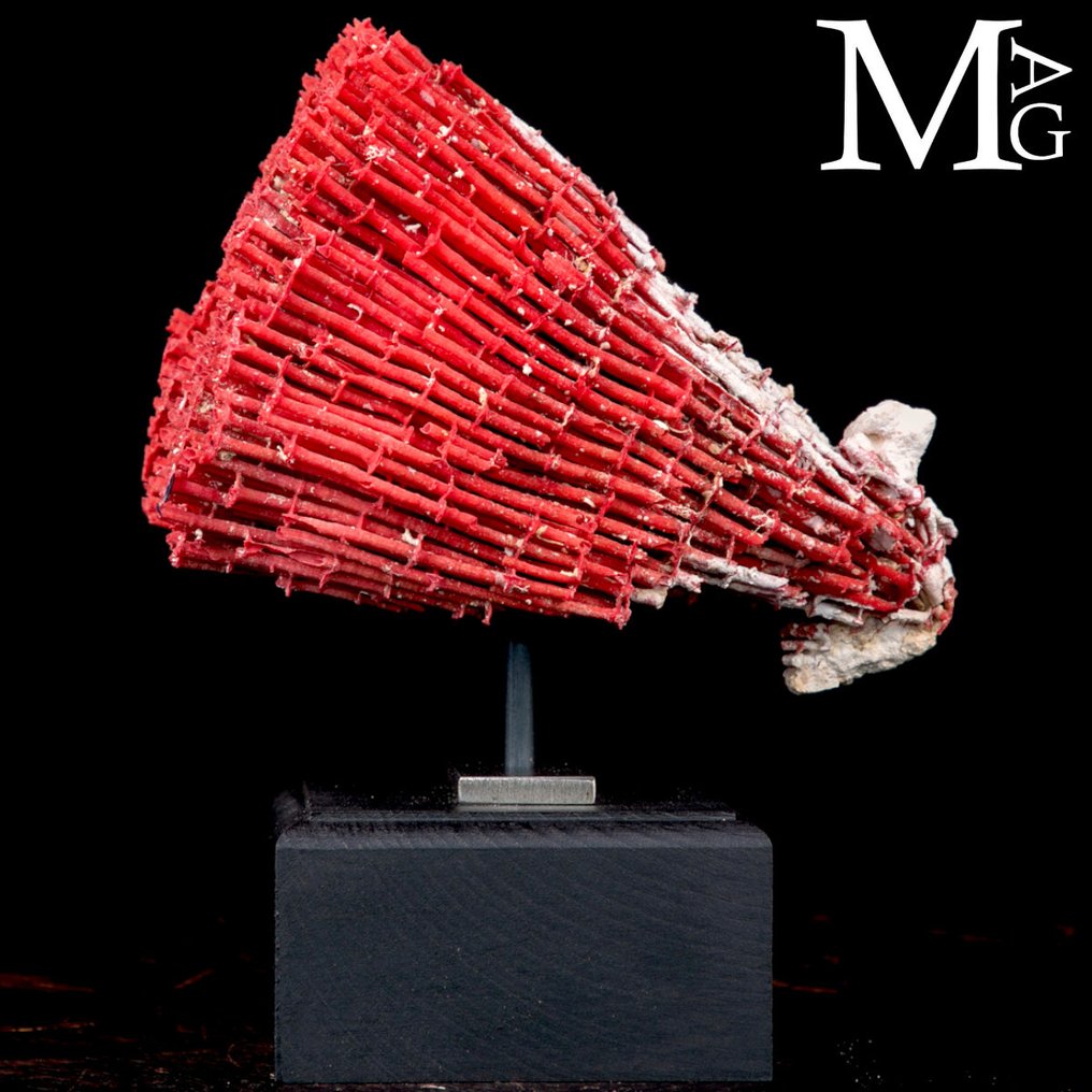 Red Madrepora Coral - Natural Formation on Decorative Base Tubipora Musica - Height: 194 mm - Width: 106 mm- 538 g #2.1