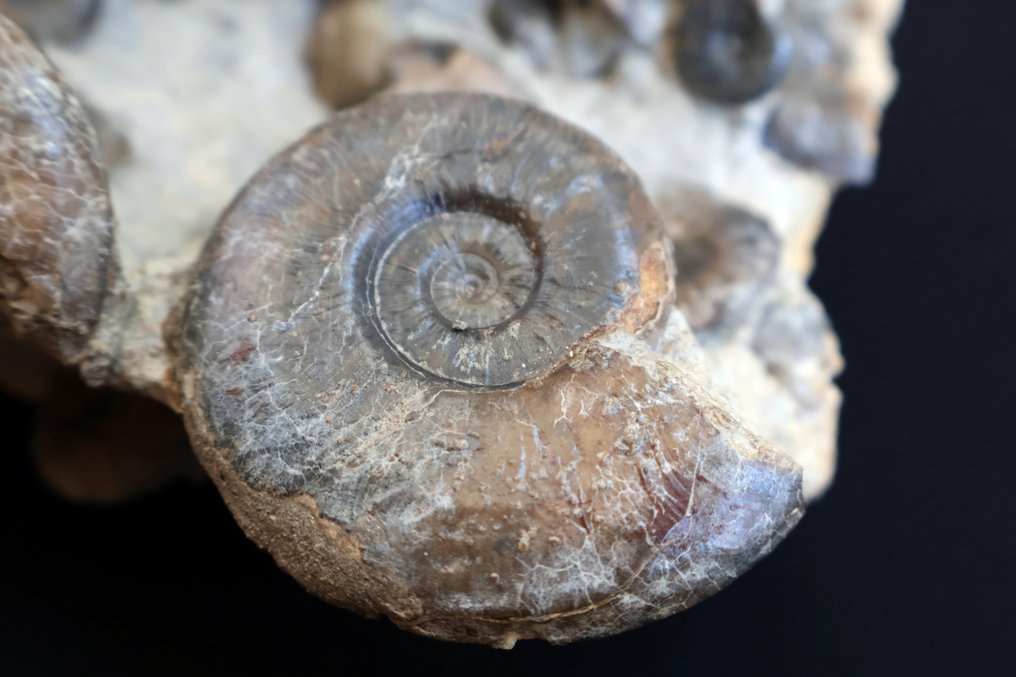 Blocco di 30 ammoniti - Guscio fossilizzato - 19 cm - 19 cm #2.1