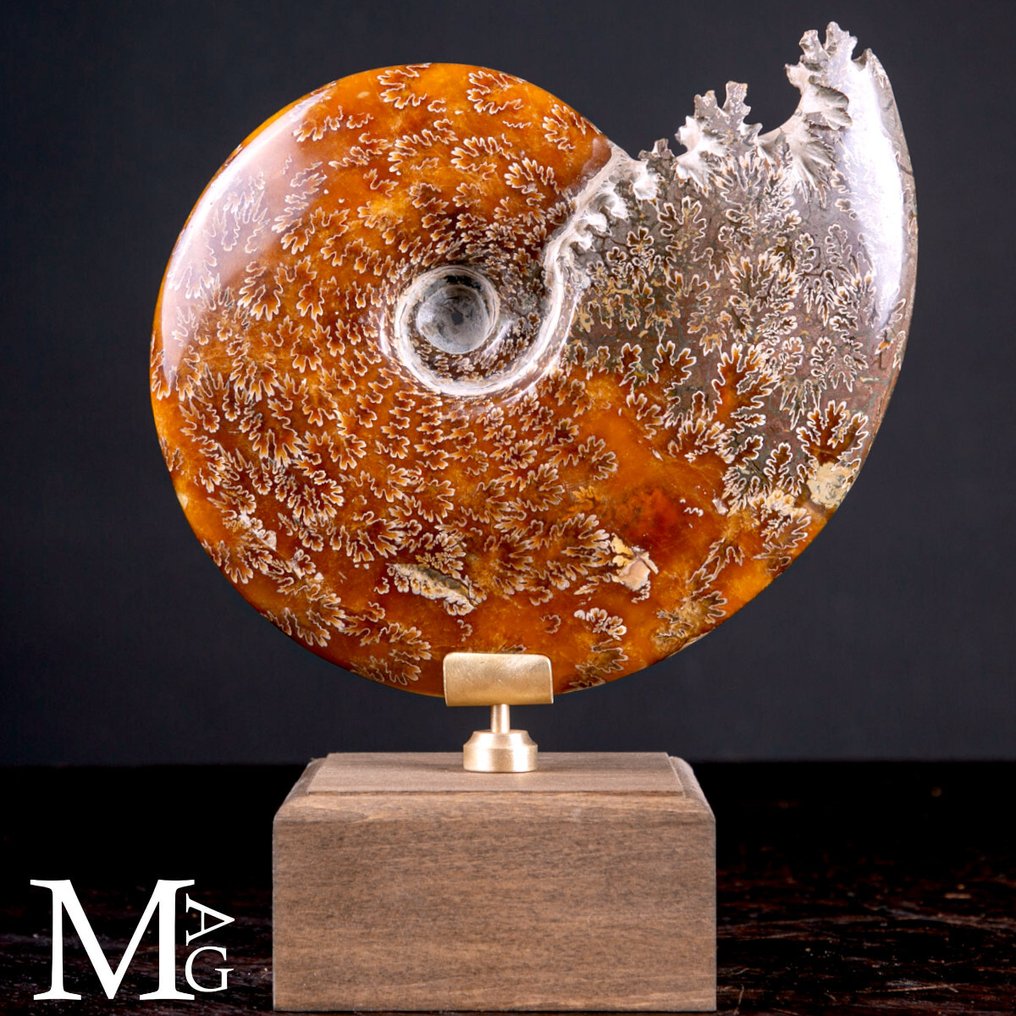 Cleoniceras fossiel – Reis door zee, tijd en ontwerp - Hoogte: 202 mm - Breedte: 163 mm- 1305 g #1.0