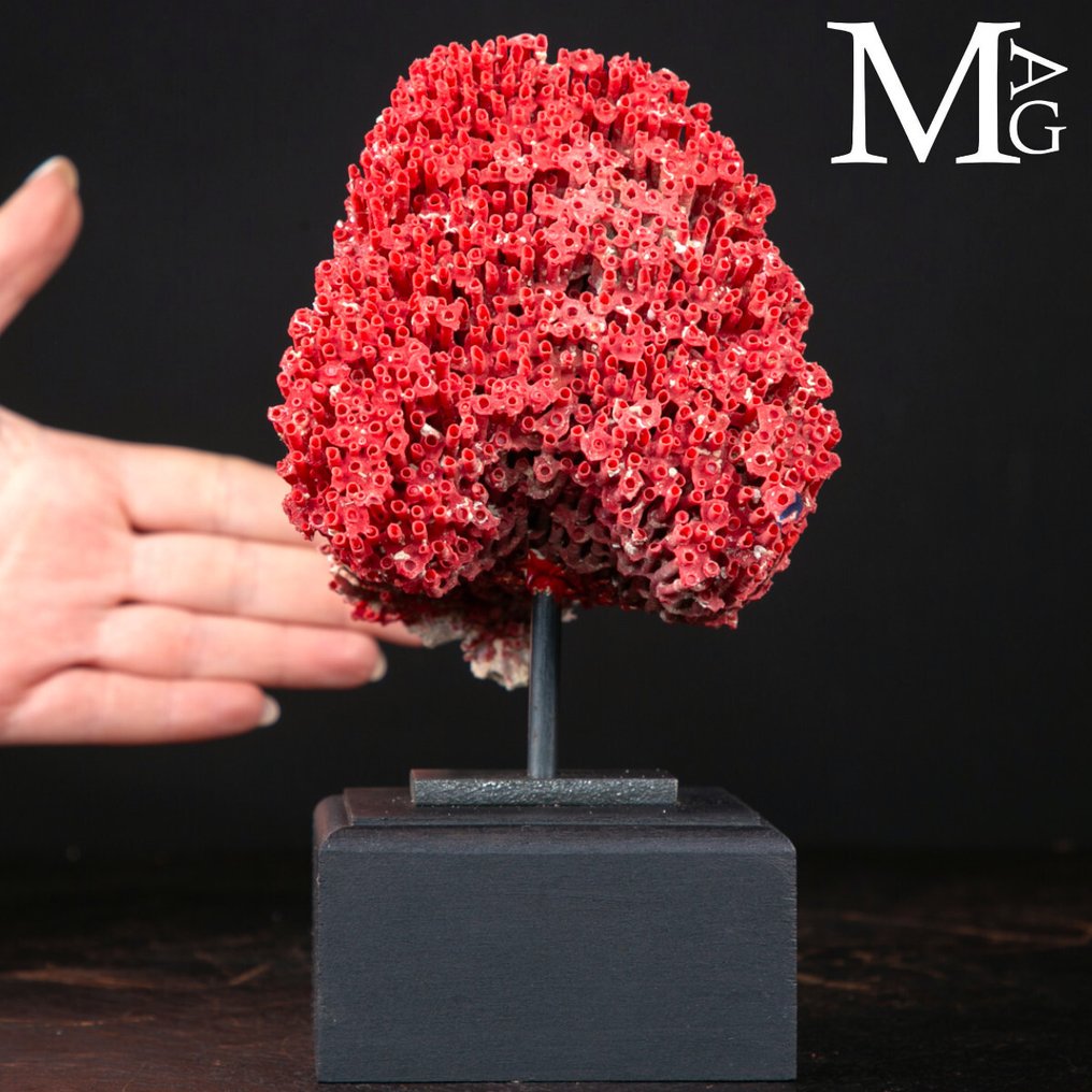 Red Madrepora Coral - Natural Formation on Decorative Base Tubipora Musica - Height: 194 mm - Width: 106 mm- 538 g #1.0