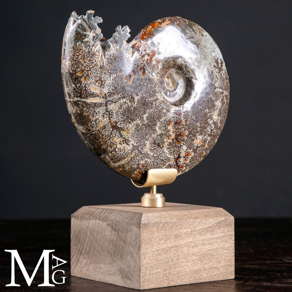 Kihalt fejjelő Cleoniceras ősmaradvány – Egy ősi óceán töredéke - Magasság: 172 mm - Szélesség: 136 mm- 882 g #4.3