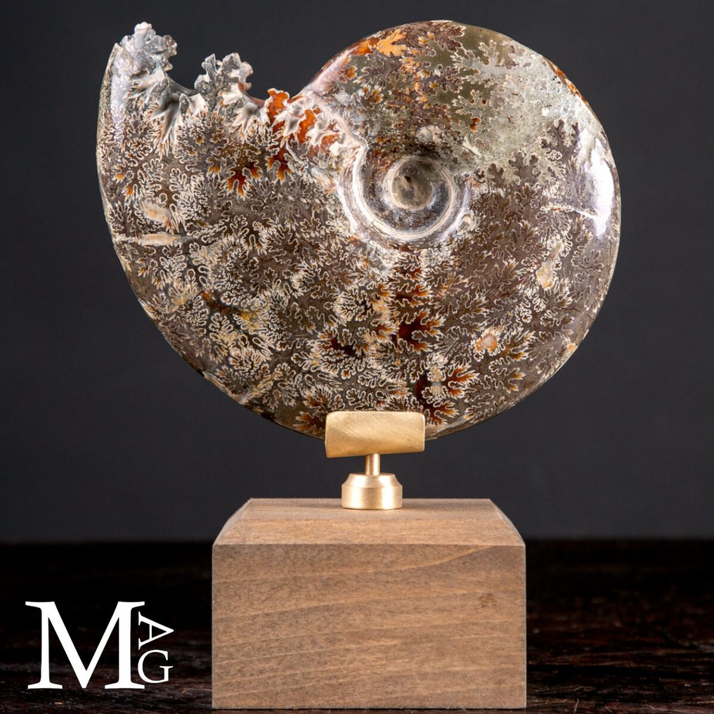 Kihalt fejjelő Cleoniceras ősmaradvány – Egy ősi óceán töredéke - Magasság: 172 mm - Szélesség: 136 mm- 882 g #2.1