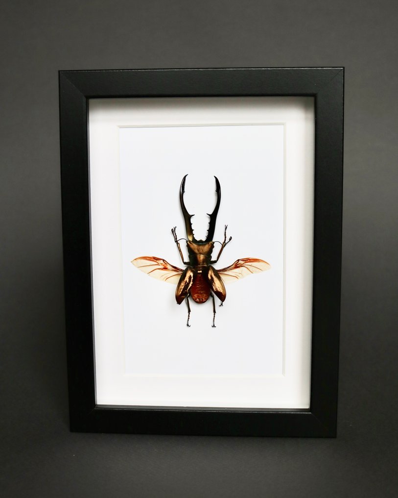 Scarabeo Rinoceronte Allestimento tassidermico a corpo intero - Cyclommatus metallifer - 18 cm - 13 cm - 3 cm - Specie non CITES - 1 #4.3