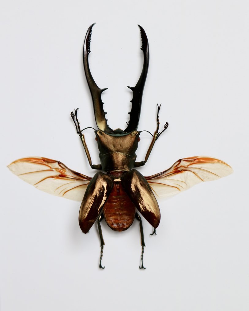 Scarabeo Rinoceronte Allestimento tassidermico a corpo intero - Cyclommatus metallifer - 18 cm - 13 cm - 3 cm - Specie non CITES - 1 #2.1