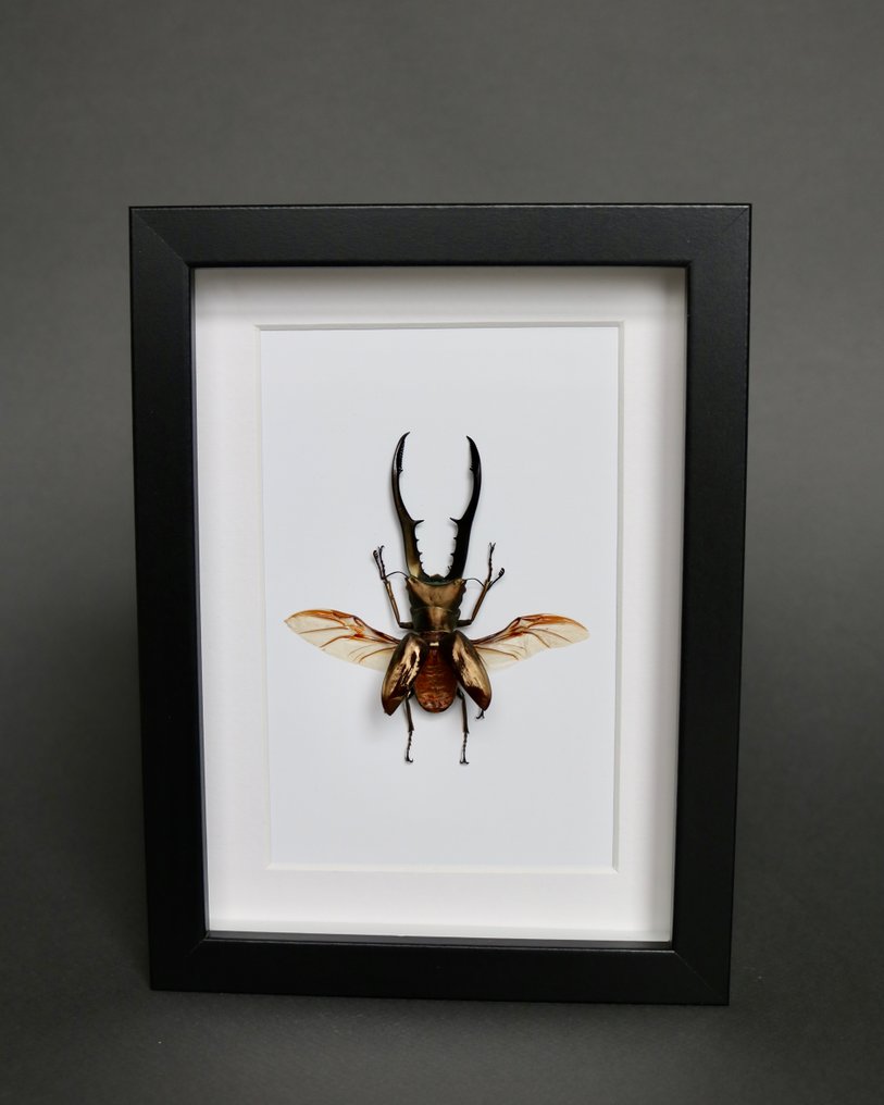 Scarabeo Rinoceronte Allestimento tassidermico a corpo intero - Cyclommatus metallifer - 18 cm - 13 cm - 3 cm - Specie non CITES - 1 #3.2