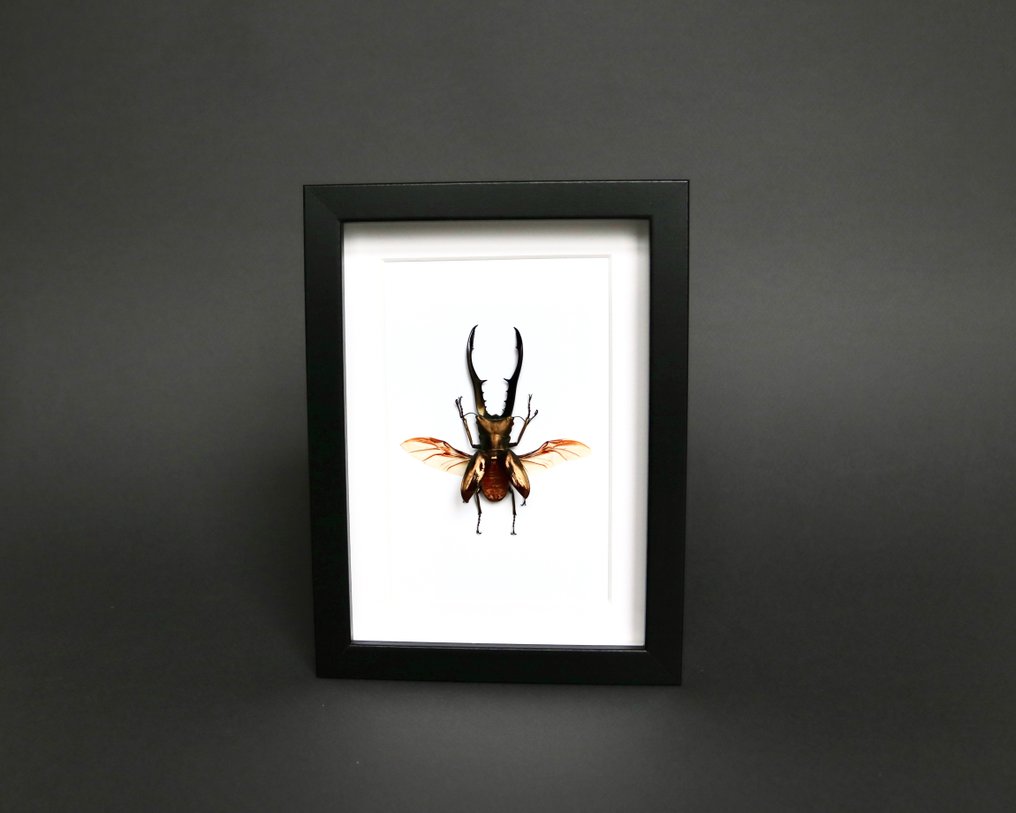 Scarabeo Rinoceronte Allestimento tassidermico a corpo intero - Cyclommatus metallifer - 18 cm - 13 cm - 3 cm - Specie non CITES - 1 #1.0