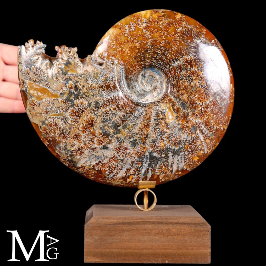 灭绝的头足类动物 Cleoniceras化石——远古海洋的一片碎片 - 高度: 195 mm - 宽度: 184 mm- 1412 g #1.0