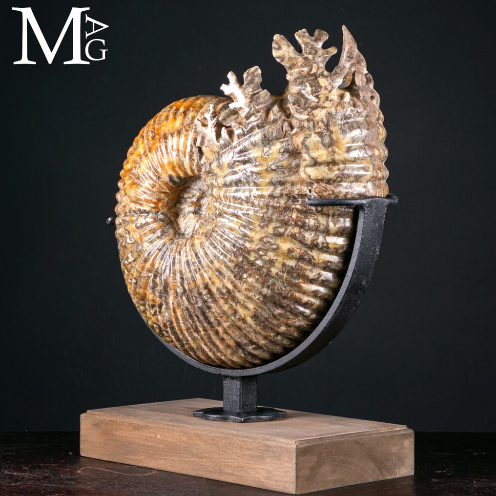 Specimen de fosilă magnific Douvilleiceras Mammillatum – Ammonit pe bază. - Înălțime: 505 mm - Lățime: 395 mm- 29.9 kg #2.1