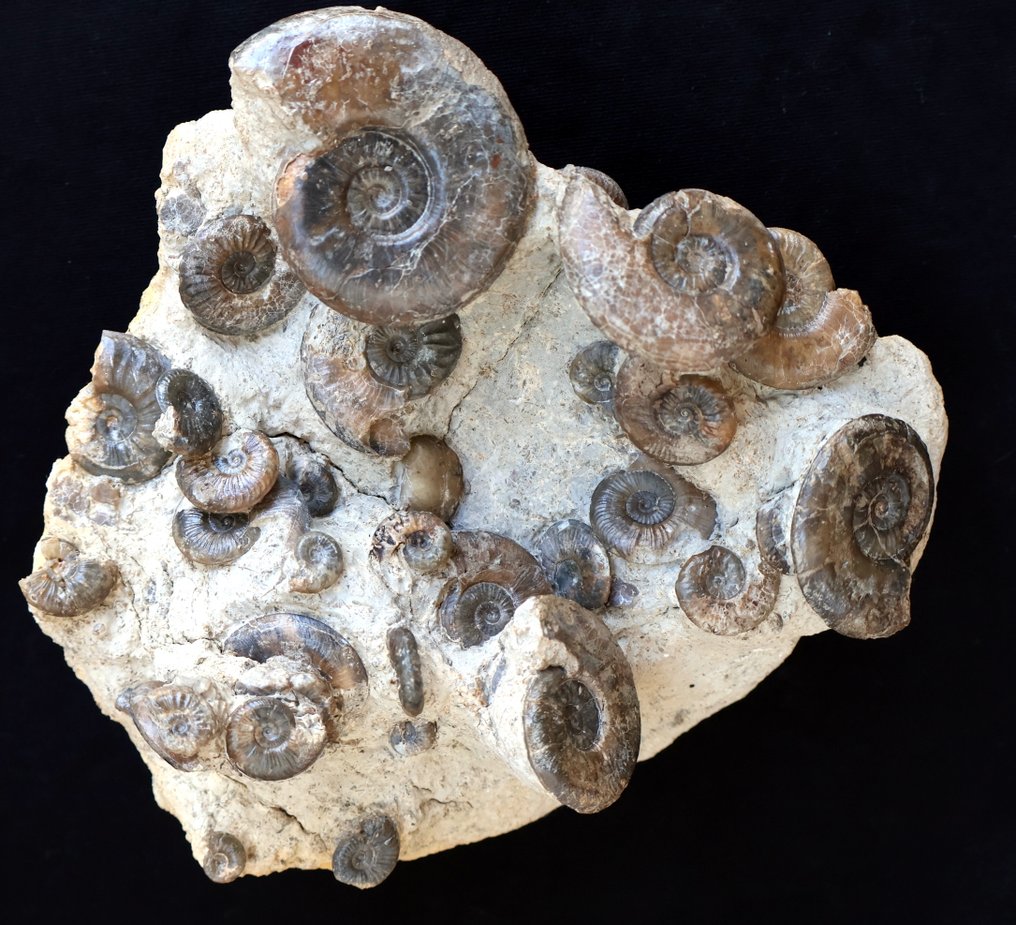 Blocco di 30 ammoniti - Guscio fossilizzato - 19 cm - 19 cm #1.0
